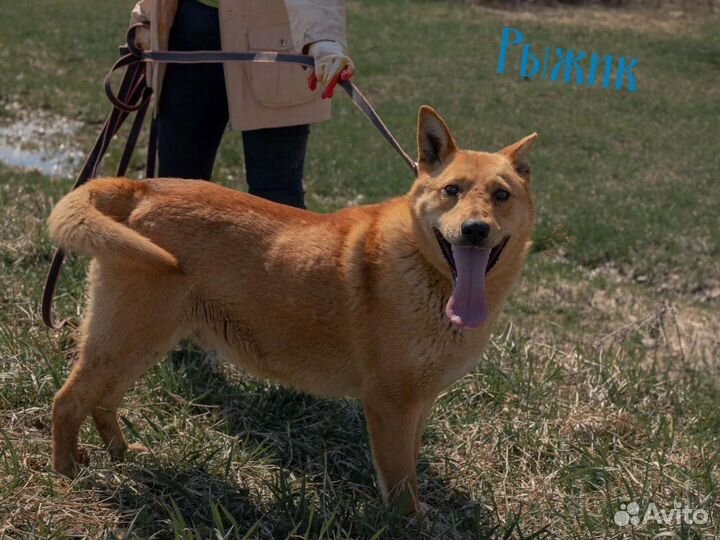 Рыжие собаки ждут в приюте