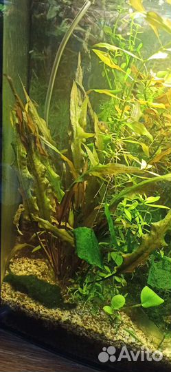 Аквариумные растения и рыбки