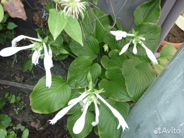 Коста белая