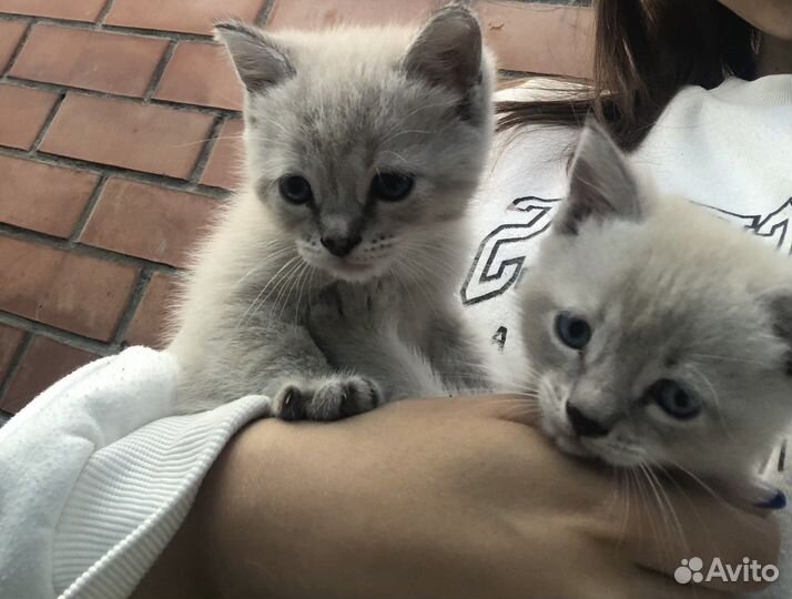 Кошки