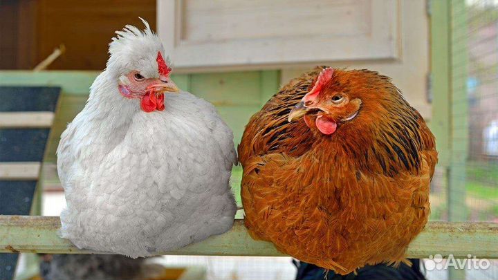 Куры несушки