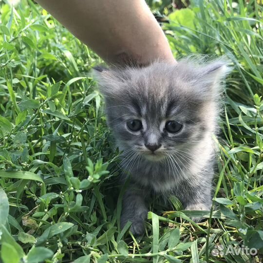 Отдам котят