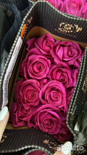 Розы/ Роза explorer/эксплоер