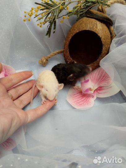 Крыса.крысята Дамбо. Инь и Янь рексы.клетки