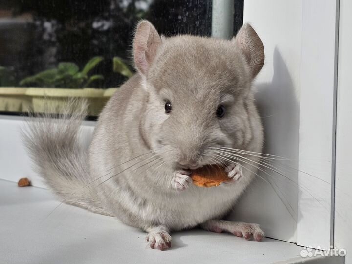 Шиншилла носитель ангоры мальчик