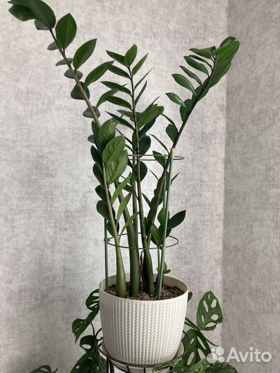 Замиокулькас