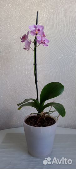 Орхидея