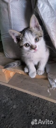 Котята в добрые руки бесплатно