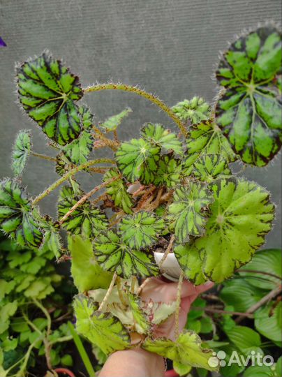 Шлюмбергера(декабрист), бегония, традесканция