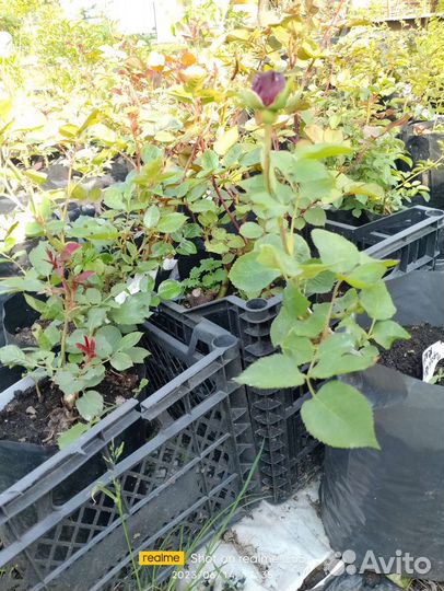 Розы, привитые