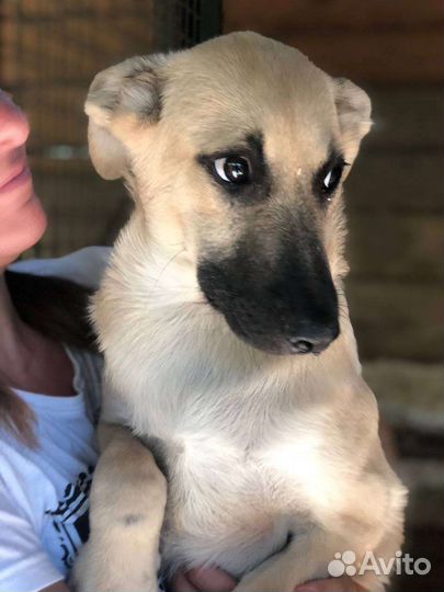 Собака в добрые руки щенок