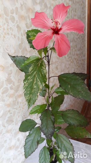 Сенсивиерия