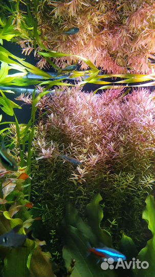 Аквариумные растения