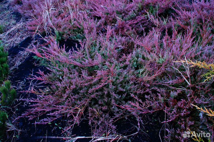 Можжевельник горизонтальный Андорра Компакта