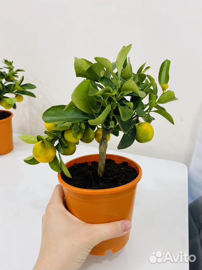 Мандариновое дерево цитрусовые