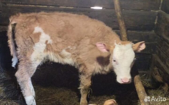 Маленький теленок