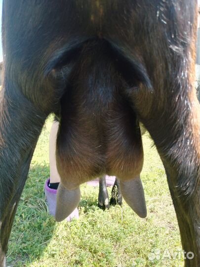 Нубийская дойная козочка