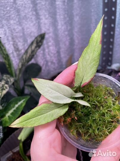 Сингониум OrmNagpum var (Пинк Салмон)