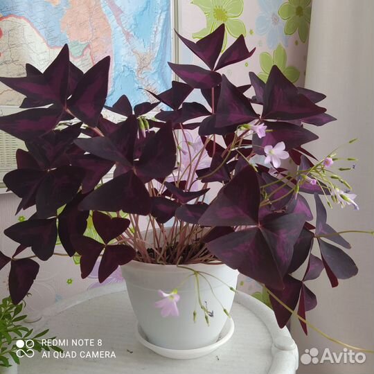 Цветы оксалис кислица бабочка