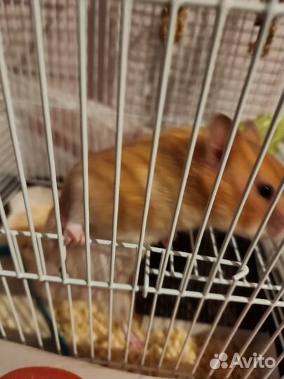 Отдам в добрые руки сирийского хомячка