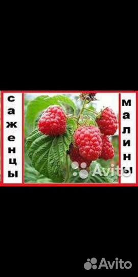 Саженцы малины, ежевики