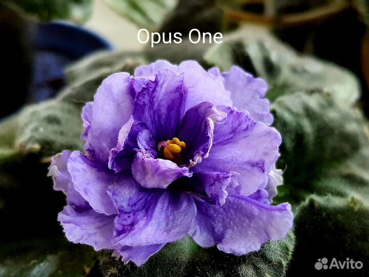 Сортовые фиалки