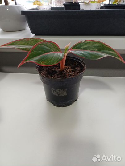 Комнатные цветы