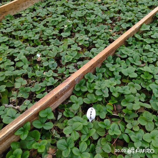 Саженцы клубники зкс. (Опт и розница)