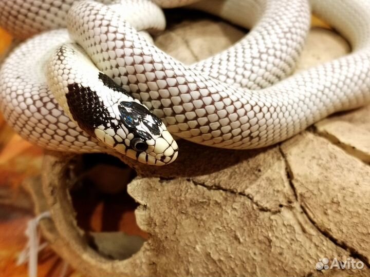 Королевская калифорнийская змея