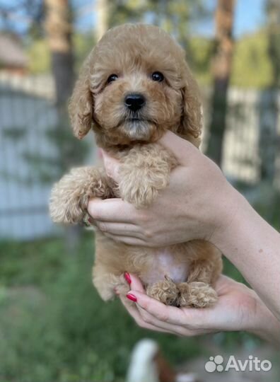 Той пудель миниатюрный