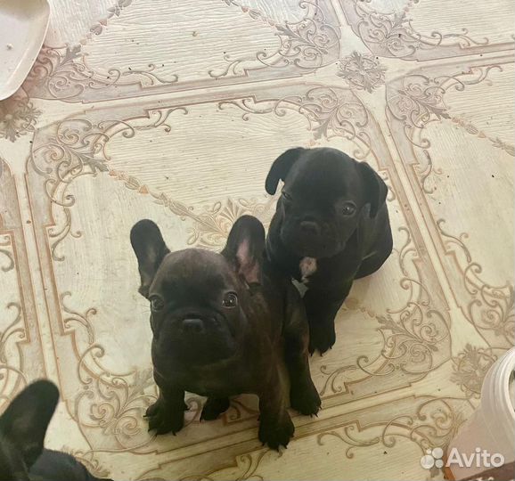 Щенки французского бульдога