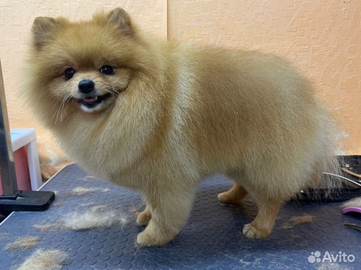 Груминг, стрижка собак и кошек