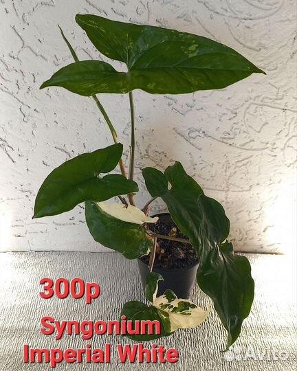 Фикус, ароидные