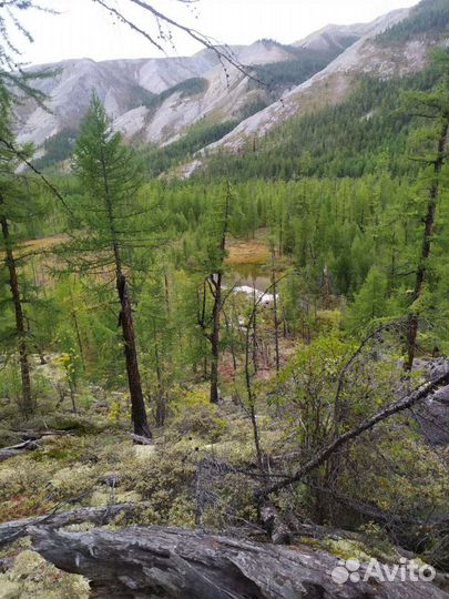 Сагаан дали (белое крыло)