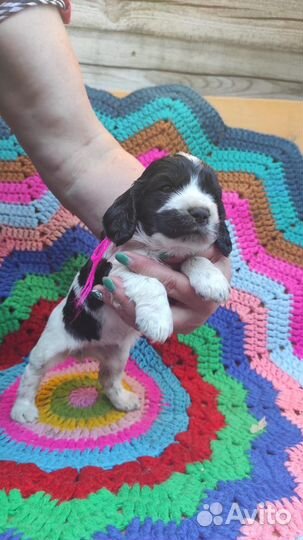 Щенки спаниеля