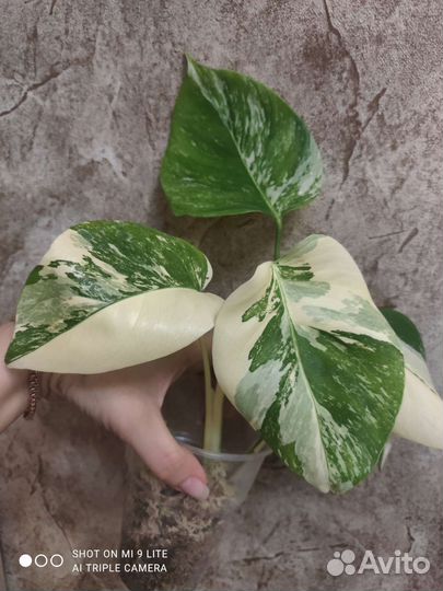 Монстера вариегатная альба