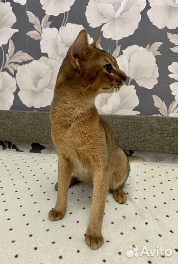 Абиссинский кот