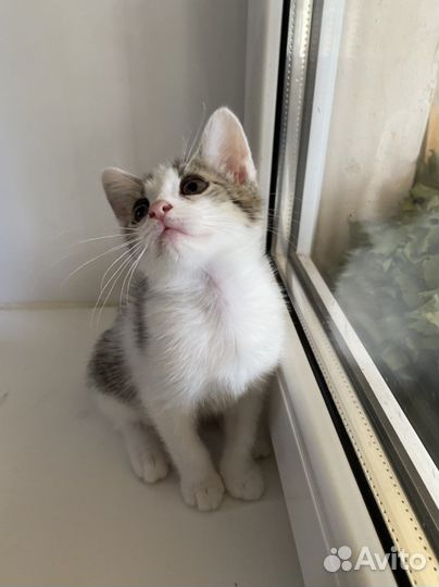 Кошка бесплатно