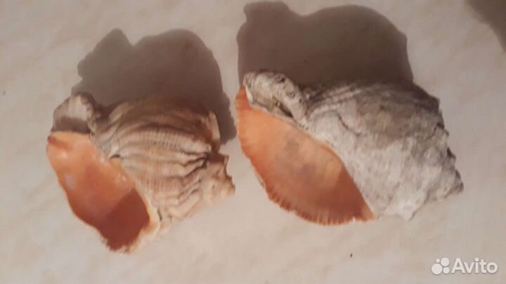 Морские ракушки