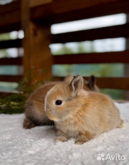 Карликовые Мини Кролики Домашние из Питомника