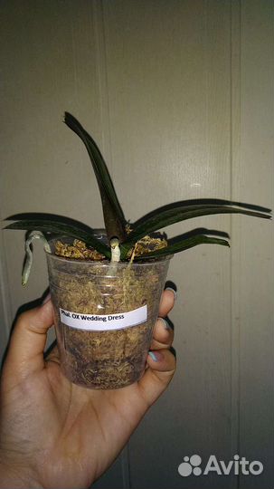 Орхидея Wedding Dress