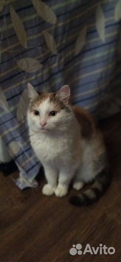 Молоденькие кошечки