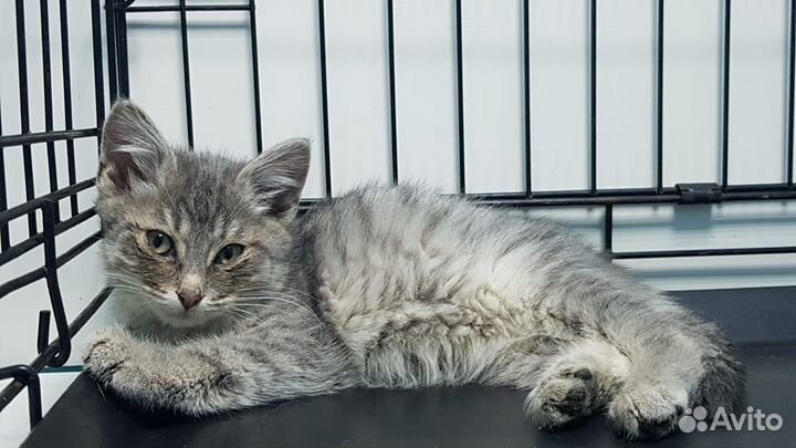 Котенок - мальчик ищет дом