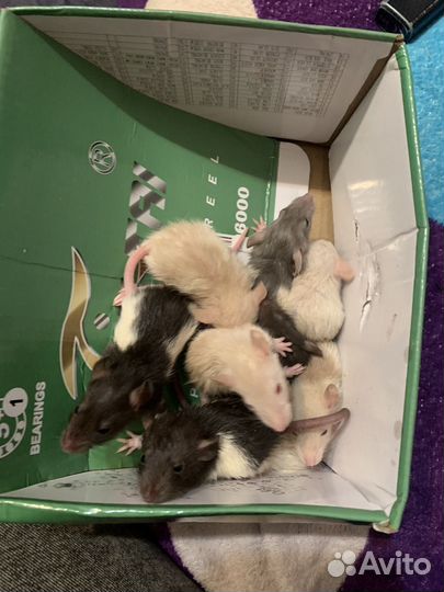 Крыски дамбо