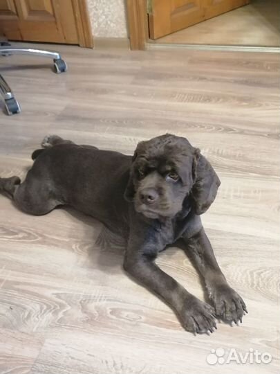 Американский кокер вязка