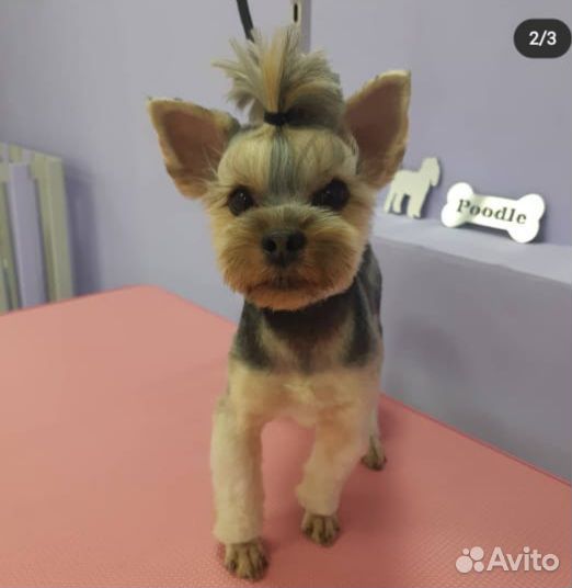 Йоркширский терьер вязка