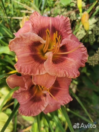 Лилейники,Хризантемы,Гортензия,Монарда и др