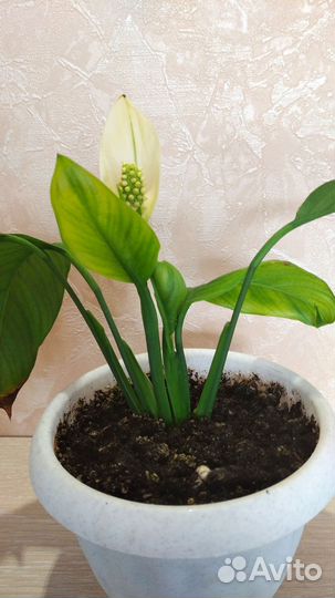 Цветы для вашего дома