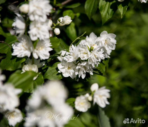 Растения декоративные для сада