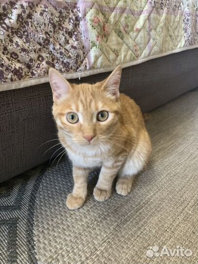 Котик шотландец